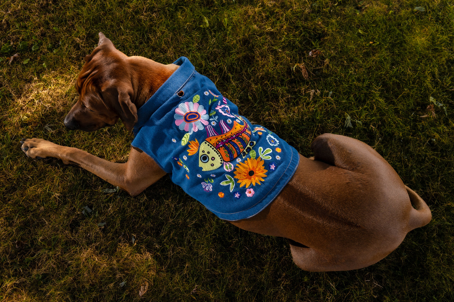 Dog Jacket - Denim with Embroidery